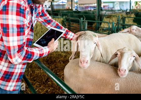 Farmer patted sheep in paddock at animal husbandry farm, man visually inspects animals at livestock farm using digital tablet. Stock Photo