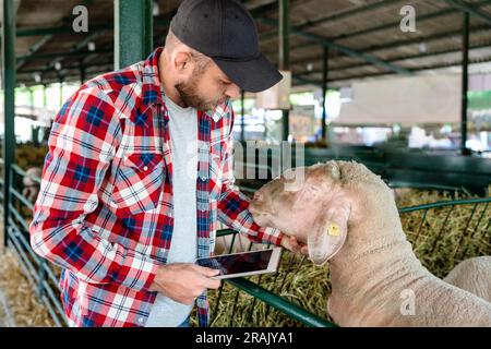 Man farmer visually inspecting sheep at farm using check list in his digital tablet.. Stock Photo