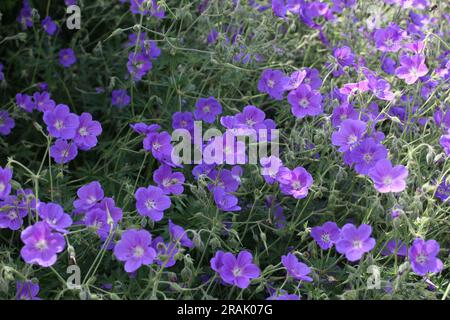 Hardy geranium 'Orion' in flower Stock Photo