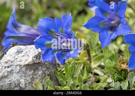 Trumpet Gentian (Gentiana acaulis) also known as the Stemless Gentian, Flowers, Vercors Massif, France Stock Photo