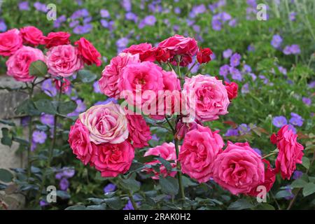 Rosa Timeless Charisma in flower. Stock Photo