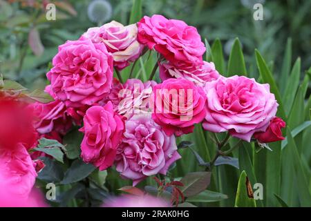 Rosa Timeless Charisma in flower. Stock Photo