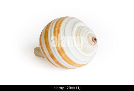 A sea shell isolated against a white background Stock Photo