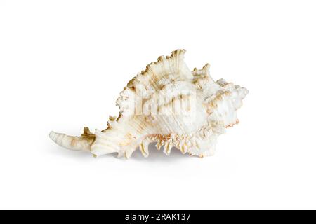 A sea shell isolated against a white background Stock Photo