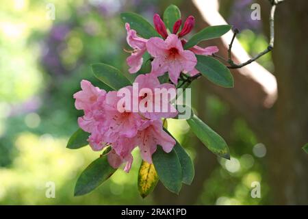 Rhododendron Pink Pearl in flower. Stock Photo