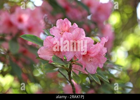 Rhododendron Pink Pearl in flower. Stock Photo