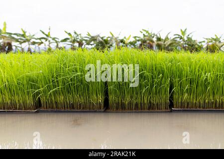 the latest advancements in rice planting machines and agricultural ...