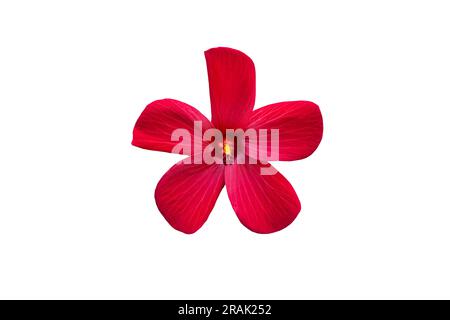 Swamp rose mallow, also called Hibiscus moscheutos is isolated on a white background Stock Photo