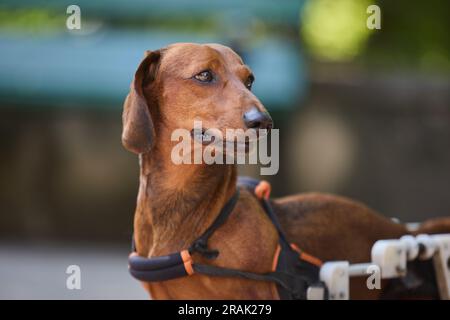 Portrait of a cute brown dachshund dog in a wheelchair. Paraplegic pet on a walk outdoors Stock Photo