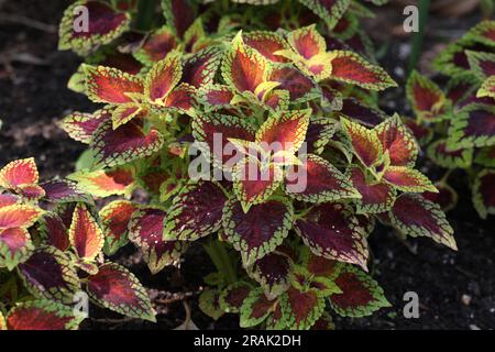 The crimson and lime coloured leaves of the Coleus Solenostemon Red Dwarf. Stock Photo