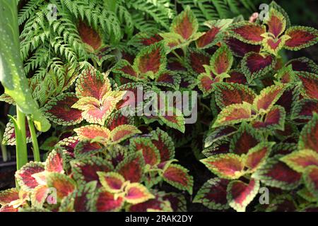 The crimson and lime coloured leaves of the Coleus Solenostemon Red Dwarf, offset against a fern. Stock Photo