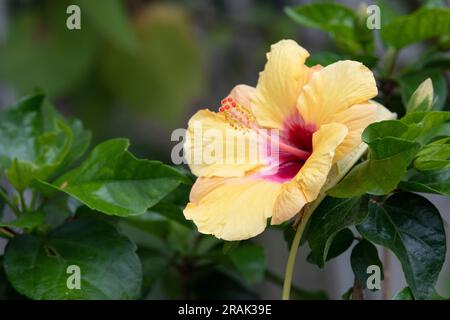 Hibiscus Rosa Sinensis. Hibiscus flower Stock Photo