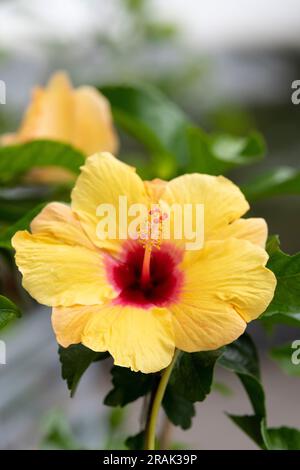 Hibiscus Rosa Sinensis. Hibiscus flower Stock Photo