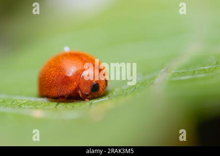 Cute tiny orange ladybugs on green leaf Stock Photo