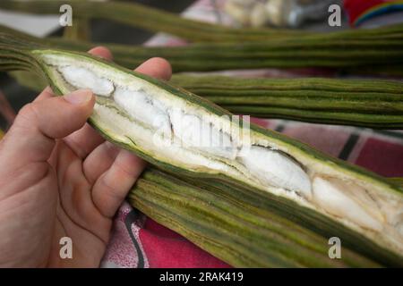 Guama Fruit. Its fruit comes in a generally thick pod, inside are its seeds covered with a soft flesh like a cloud, edible and sweet-tasting. Stock Photo