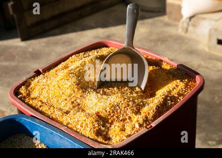 Ground corn is the product of grinding semillina broken corn, the production is used entirely for animal consumption Stock Photo