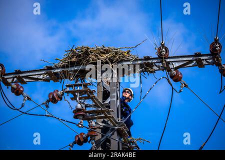 Sternberg, Germany. 04th July, 2023. Felix Lewermann from WEMAG takes two young ospreys out of the eyrie on a 20-KV electric mast to put on the marking rings. Bird experts, with the support of the energy supplier WEMAG, are currently ringing the young animals, which hatched a few weeks ago. In Mecklenburg-Western Pomerania, there are 260 osprey breeding pairs that raise about 400 young per year. Credit: Jens Büttner/dpa/Alamy Live News Stock Photo