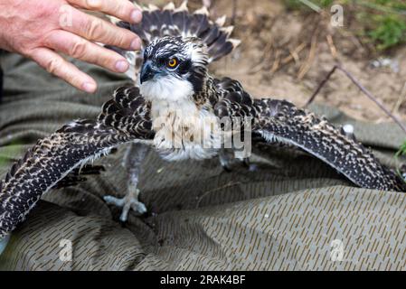 Sternberg, Germany. 04th July, 2023. An approximately five-week-old osprey sets up on the ground before attaching the marking ring. Bird experts, with the support of the energy provider WEMAG, are currently ringing the young animals that hatched a few weeks ago. In Mecklenburg-Western Pomerania, there are 260 osprey breeding pairs that raise about 400 young per year. Credit: Jens Büttner/dpa/Alamy Live News Stock Photo