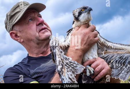 Sternberg, Germany. 04th July, 2023. Torsten Marczak, volunteer state coordinator for ospreys and peregrine falcons in Mecklenburg-Western Pomerania, holds an osprey about five weeks old after ringing it. Bird experts, with the support of the energy provider WEMAG, are currently ringing the young animals that hatched a few weeks ago. In Mecklenburg-Western Pomerania, there are 260 osprey breeding pairs that raise about 400 young per year. Credit: Jens Büttner/dpa/Alamy Live News Stock Photo