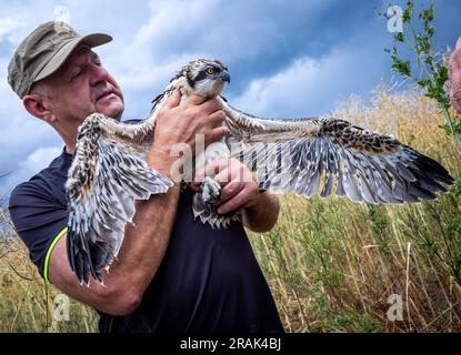 Sternberg, Germany. 04th July, 2023. Torsten Marczak, volunteer state coordinator for ospreys and peregrine falcons in Mecklenburg-Western Pomerania, holds an osprey about five weeks old after ringing it. Bird experts, with the support of the energy provider WEMAG, are currently ringing the young animals that hatched a few weeks ago. In Mecklenburg-Western Pomerania, there are 260 osprey breeding pairs that raise about 400 young per year. Credit: Jens Büttner/dpa/Alamy Live News Stock Photo