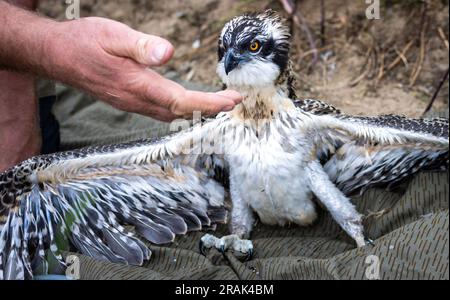 Sternberg, Germany. 04th July, 2023. An approximately five-week-old osprey sets up on the ground before attaching the marking ring. Bird experts, with the support of the energy provider WEMAG, are currently ringing the young animals that hatched a few weeks ago. In Mecklenburg-Western Pomerania, there are 260 osprey breeding pairs that raise about 400 young per year. Credit: Jens Büttner/dpa/Alamy Live News Stock Photo