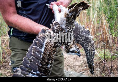 Sternberg, Germany. 04th July, 2023. Torsten Marczak, volunteer state coordinator for ospreys and peregrine falcons in Mecklenburg-Western Pomerania, holds an osprey about five weeks old after ringing it. Bird experts, with the support of the energy provider WEMAG, are currently ringing the young animals that hatched a few weeks ago. In Mecklenburg-Western Pomerania, there are 260 osprey breeding pairs that raise about 400 young per year. Credit: Jens Büttner/dpa/Alamy Live News Stock Photo