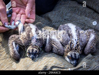 Sternberg, Germany. 04th July, 2023. The two ospreys, which are about two weeks old, are fitted with marking rings. However, the animals' catches are still too small for the rings and they will have to be ringed at a later date. Bird experts are currently ringing the young animals, which hatched a few weeks ago, with the support of the energy supplier WEMAG. In Mecklenburg-Western Pomerania, there are 260 breeding pairs of ospreys that raise about 400 young per year. Credit: Jens Büttner/dpa/Alamy Live News Stock Photo