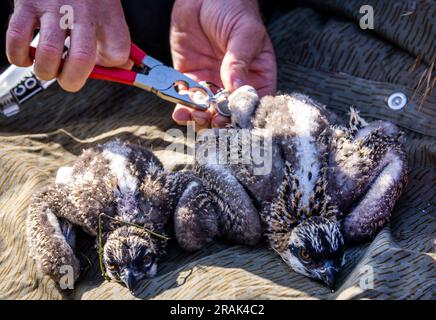 Sternberg, Germany. 04th July, 2023. The two ospreys, which are about two weeks old, are fitted with marking rings. However, the animals' catches are still too small for the rings and they will have to be ringed at a later date. Bird experts are currently ringing the young animals, which hatched a few weeks ago, with the support of the energy supplier WEMAG. In Mecklenburg-Western Pomerania, there are 260 breeding pairs of ospreys that raise about 400 young per year. Credit: Jens Büttner/dpa/Alamy Live News Stock Photo