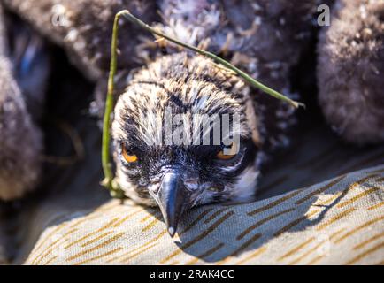 Sternberg, Germany. 04th July, 2023. An osprey about two weeks old lies on the ground while adjusting the marking rings. However, the animals' catches are still too small for the rings. Bird experts are currently ringing the young animals, which hatched a few weeks ago, with the support of the energy supplier WEMAG. In Mecklenburg-Western Pomerania, there are 260 breeding pairs of ospreys that raise about 400 young per year. Credit: Jens Büttner/dpa/Alamy Live News Stock Photo