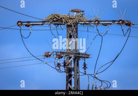 Sternberg, Germany. 04th July, 2023. An osprey feeds its two young birds on a 20-KV electric mast near Lake Sternberg. Bird experts are currently ringing the young birds, which hatched a few weeks ago, with the support of fitters from the energy supplier WEMAG. In Mecklenburg-Western Pomerania, there are 260 breeding pairs of ospreys that raise about 400 young per year. Credit: Jens Büttner/dpa/Alamy Live News Stock Photo