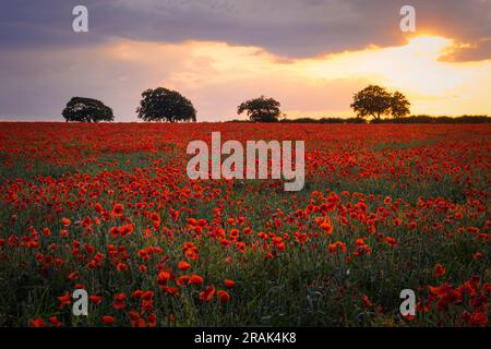 Sunburst through the clouds over a magnificent field of poppies. Stock Photo
