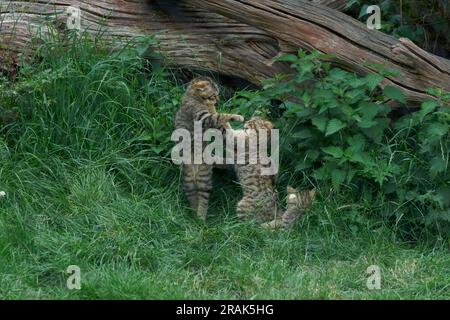 Scottish wildcat kittens-Felis silvestris silvestris at play. Uk Stock Photo