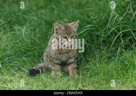 Scottish wildcat kitten-Felis silvestris silvestris. Stock Photo