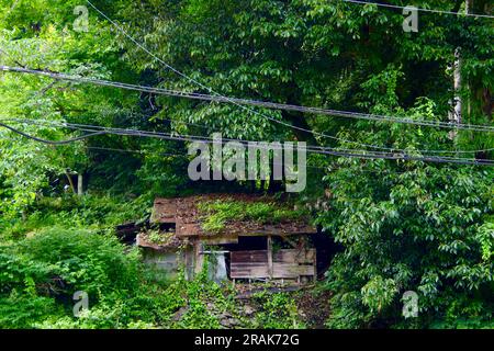 An abandoned and dilapidated wooden shack surrounded by trees Stock Photo