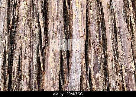 A highly detailed closeup of aged tree bark Stock Photo