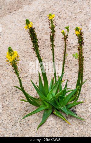 Sout African plant Bulbine latifolia also known with common name Bulbine Stock Photo