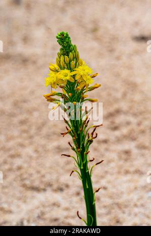 Sout African plant Bulbine latifolia also known with common name Bulbine Stock Photo