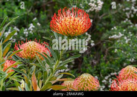 Orange flower of Pincushions or Leucospermum condifolium. Stock Photo