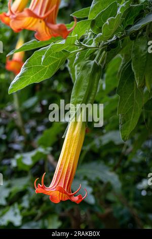 Flowering Red Floripontio or Red Angel‘s trumpet (Brugmansia sanguinea), Solanaceae. Stock Photo