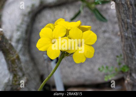 Elephants foot plant (Pachypodium rosulatum) blossom. Botanical Garden, kit, Karlsruhe, Germany, Europe Stock Photo