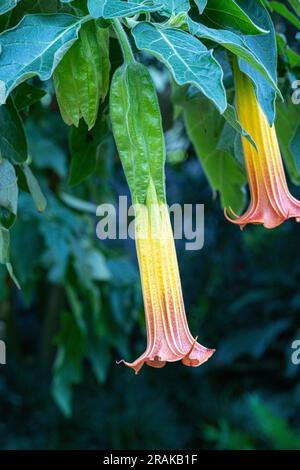 Flowering Red Floripontio or Red Angel‘s trumpet (Brugmansia sanguinea), Solanaceae. Stock Photo