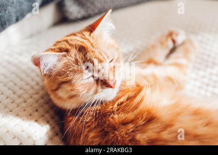 Close up of ginger cat relaxing on couch on white blanket. Pet sleeping at home. Cute animal feeling cozy and comfortable napping Stock Photo