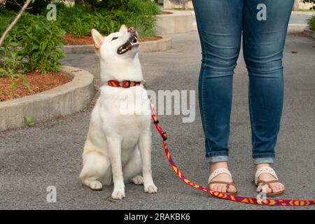 Shiba Inu dog on leash in front of woman's legs Stock Photo