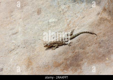 Asian mountain lizard, Caucasian agama basks in the sun sitting on a rock in the ancient old city Uplistsikhe Stock Photo