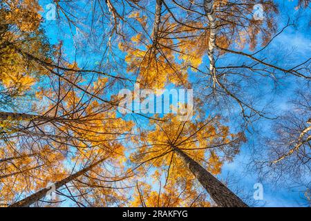 Looking up the pine trees in autumn forest with yellow and red leaves foliage Stock Photo