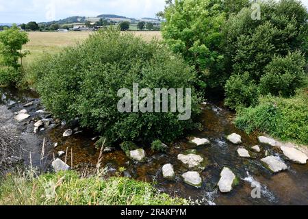 Coly River running through Colyton Town in the Coly Valley East Devon England uk Stock Photo