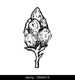 Cannabis bud.  Vintage vector illustration in sketch style. Marijuana plant flower Stock Vector