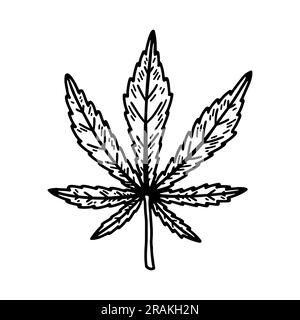 Cannabis leaf sketch. Marijuana botanical drawing. Hand drawn vector illustration Stock Vector