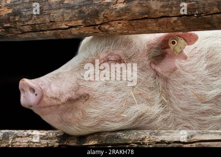 Close-up of a happy pig behind wooden fence Stock Photo
