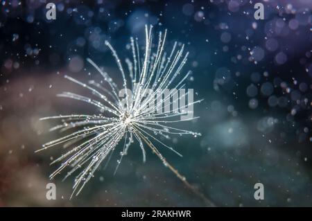 macro photo of dandelion seed with dew drops on dark background. Abstract graphics element Stock Photo